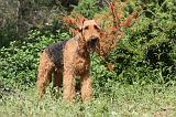 AIREDALE TERRIER 033